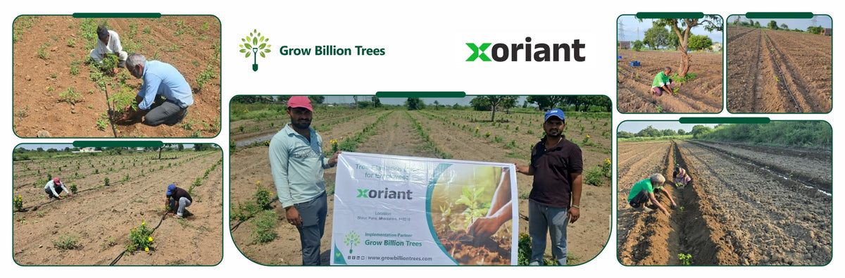 Birthday Tree Initiative by Xoriant: Growing a Greener Future