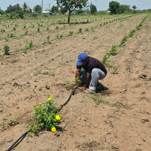 Birthday Tree Initiative by Xoriant: Growing a Greener Future – Planting