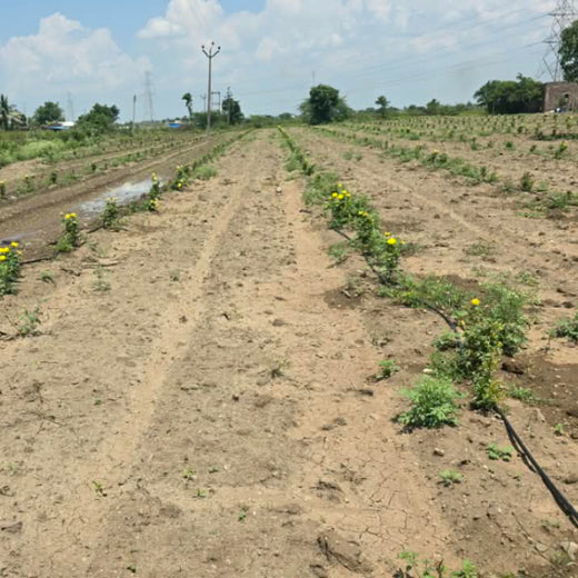 Birthday Tree Initiative by Xoriant: Growing a Greener Future – 6 months