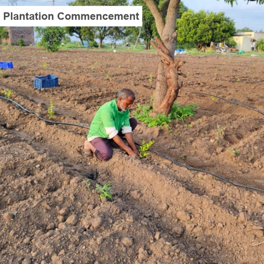 Birthday Tree Initiative by Xoriant: Growing a Greener Future – Planting