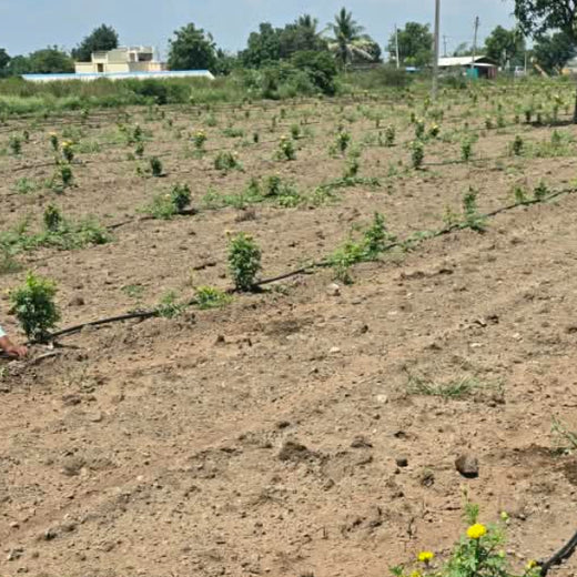 Birthday Tree Initiative by Xoriant: Growing a Greener Future – 6 months