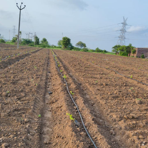 Birthday Tree Initiative by Xoriant: Growing a Greener Future – 6 months