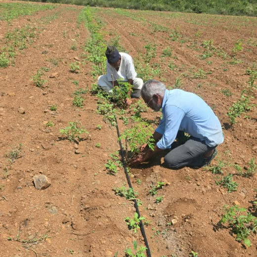 Birthday Tree Initiative by Xoriant: Growing a Greener Future – Planting