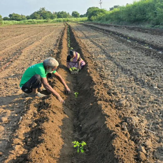 Birthday Tree Initiative by Xoriant: Growing a Greener Future – Planting