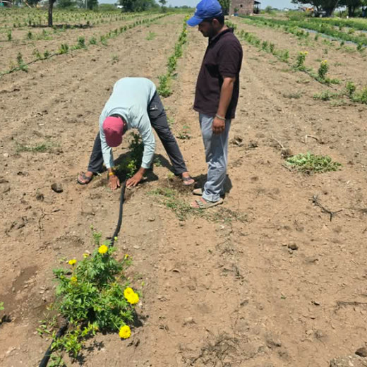 Birthday Tree Initiative by Xoriant: Growing a Greener Future – Planting