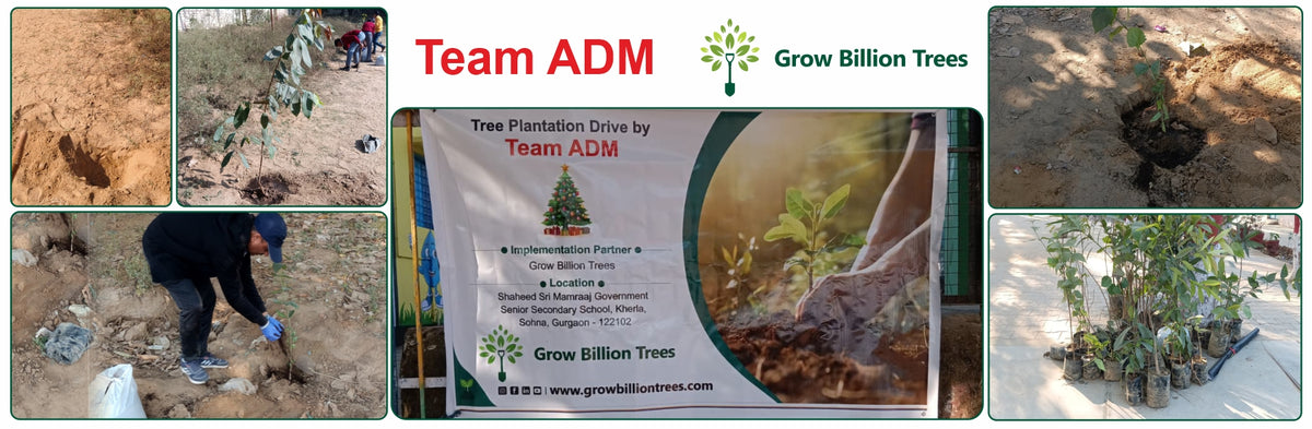 A Green Step This Christmas in Gurgaon by Yatendra Singh
