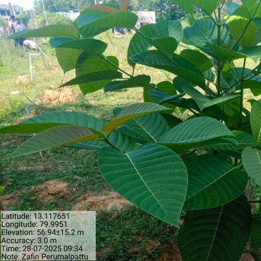 Tech Meets Trees: Zafin’s Urban Forest for ESG and Beyond – 1 year