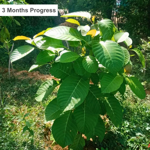 Tech Meets Trees: Zafin’s Urban Forest for ESG and Beyond – 1 year