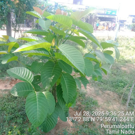 Tech Meets Trees: Zafin’s Urban Forest for ESG and Beyond – 1 year