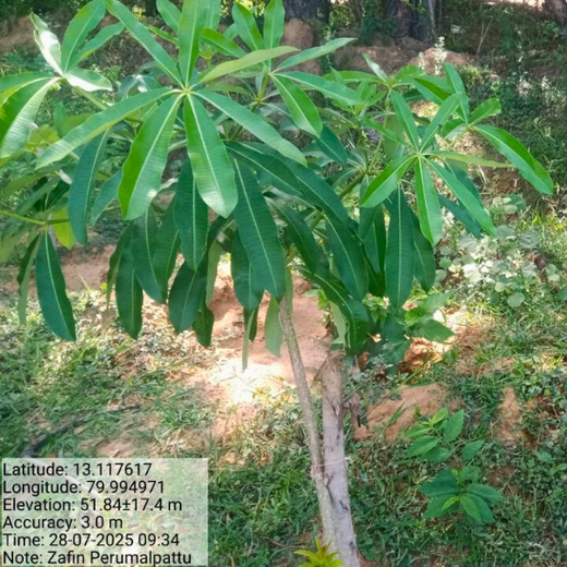 Tech Meets Trees: Zafin’s Urban Forest for ESG and Beyond – 1 year