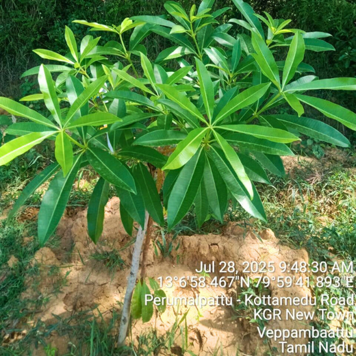 Tech Meets Trees: Zafin’s Urban Forest for ESG and Beyond – 1 year