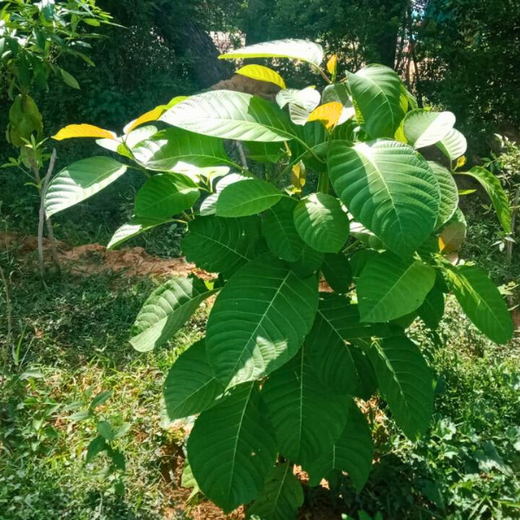 Tech Meets Trees: Zafin’s Urban Forest for ESG and Beyond – 1 year