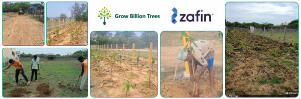 Tech Meets Trees: Zafin’s Urban Forest for ESG and Beyond