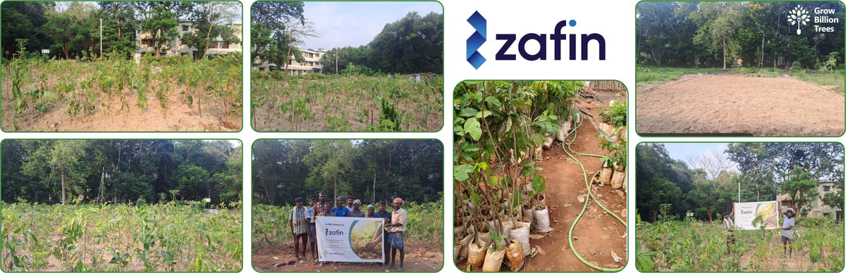 Zafin Goes Green: Cultivating ESG Values Through Urban Forestry