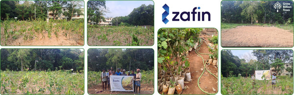 Zafin Goes Green: Cultivating ESG Values Through Urban Forestry