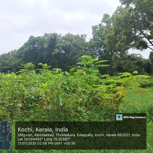 Zafin Goes Green: Cultivating ESG Values Through Urban Forestry – 1 year