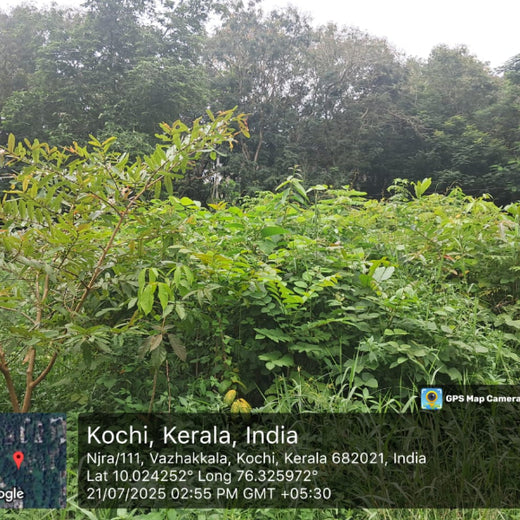 Zafin Goes Green: Cultivating ESG Values Through Urban Forestry – 1 year