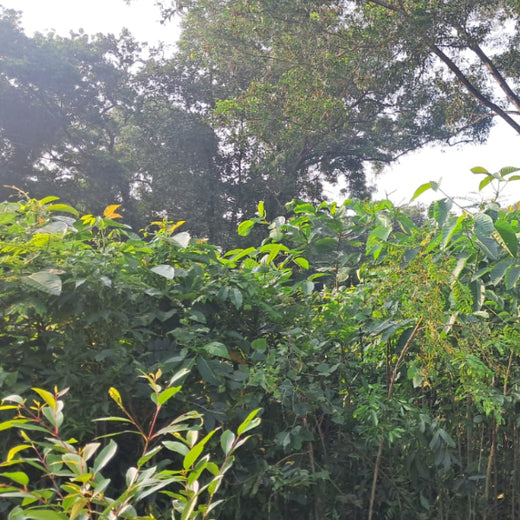Zafin Goes Green: Cultivating ESG Values Through Urban Forestry – 1 year