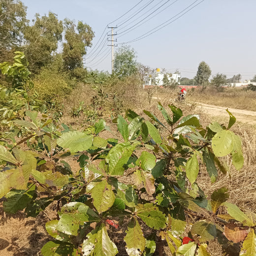 Cultivating Urban Change: Zededa India’s Tree Planting Drive – 2 years