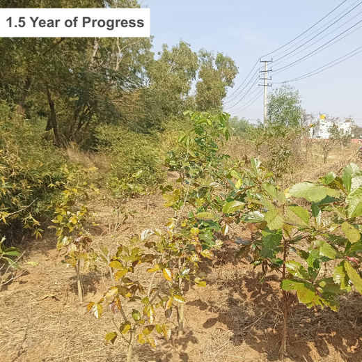 Cultivating Urban Change: Zededa India’s Tree Planting Drive – 2 years
