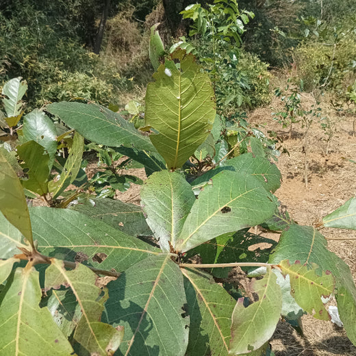 Cultivating Urban Change: Zededa India’s Tree Planting Drive – 2 years