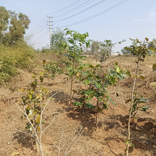 Cultivating Urban Change: Zededa India’s Tree Planting Drive – 2 years