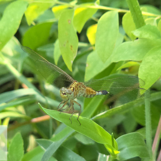 Caterpillar's Legacy: A Learning forest in Kadambathur, Thiruvallur – 2 years