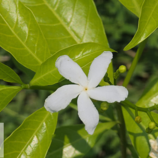 Caterpillar's Legacy: A Learning forest in Kadambathur, Thiruvallur – 2 years