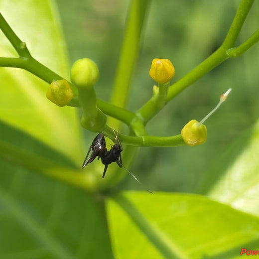 Caterpillar's Legacy: A Learning forest in Kadambathur, Thiruvallur – 2 years