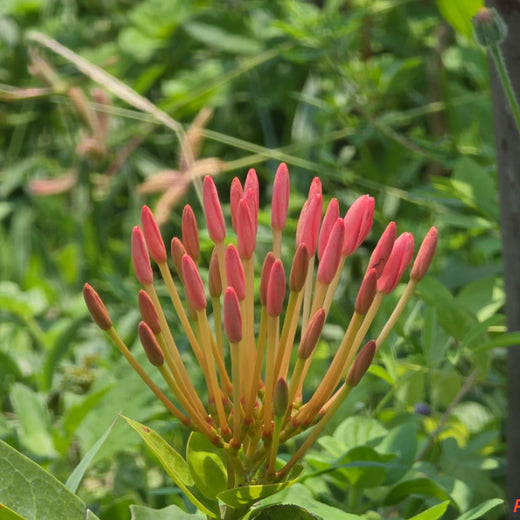 Caterpillar's Legacy: A Learning forest in Kadambathur, Thiruvallur – 2 years