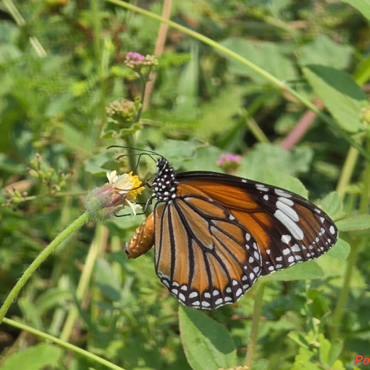 Caterpillar's Legacy: A Learning forest in Kadambathur, Thiruvallur – 2 years