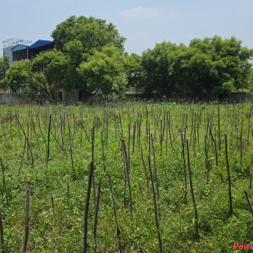 Caterpillar's Legacy: A Learning forest in Kadambathur, Thiruvallur – 2 years