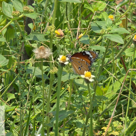 Caterpillar's Legacy: A Learning forest in Kadambathur, Thiruvallur – 2 years