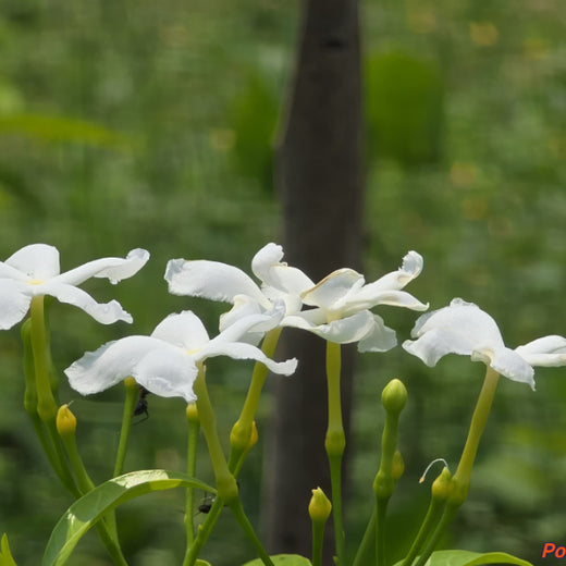 Caterpillar's Legacy: A Learning forest in Kadambathur, Thiruvallur – 2 years