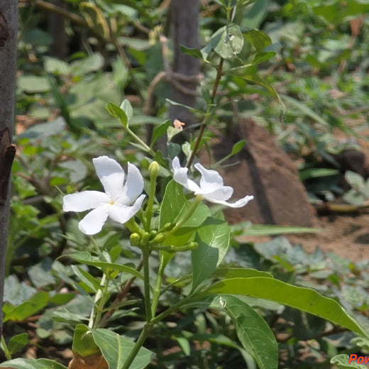 Caterpillar's Legacy: A Learning forest in Sirukadal, Thiruvallur – 1 year