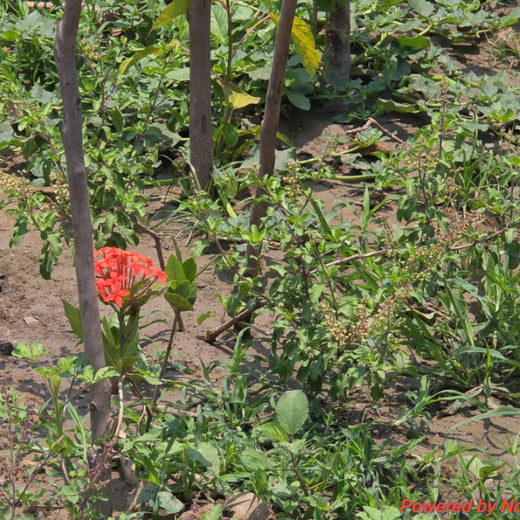 Caterpillar's Legacy: A Learning forest in Sirukadal, Thiruvallur – 1 year