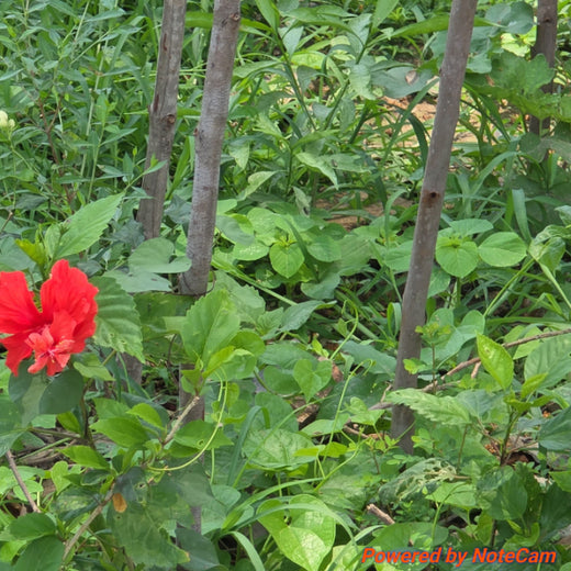 Caterpillar's Legacy: A Learning forest in Sirukadal, Thiruvallur – 1 year