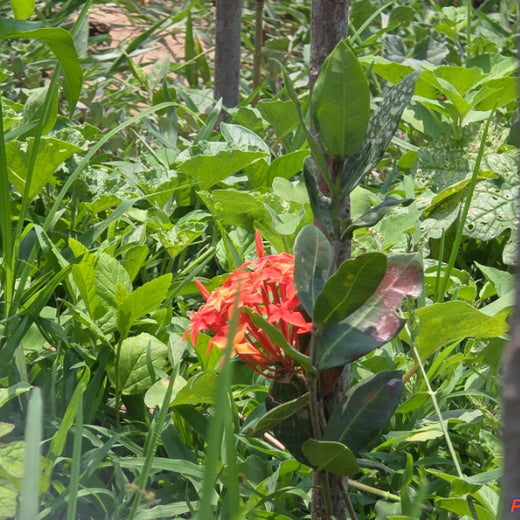 Caterpillar's Legacy: A Learning forest in Sirukadal, Thiruvallur – 1 year