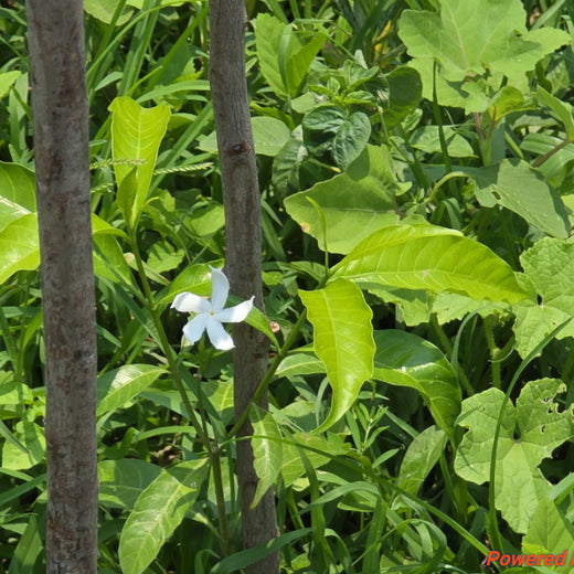 Caterpillar's Legacy: A Learning forest in Sirukadal, Thiruvallur – 1 year