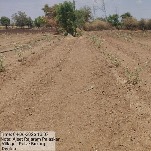 Planting Hope for Future Generations with Dentsu Global Services – 1 year