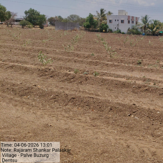 Planting Hope for Future Generations with Dentsu Global Services – 1 year
