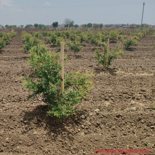 Planting Hope for Future Generations with Dentsu Global Services – 1 year