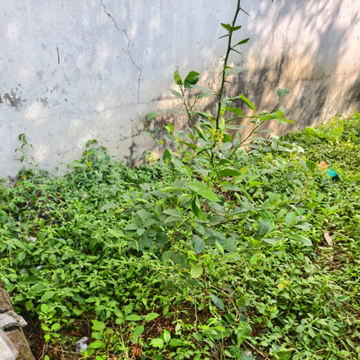 Tech for Trees: FiftyFive Technologies' Commitment to Sustainability – 6 months