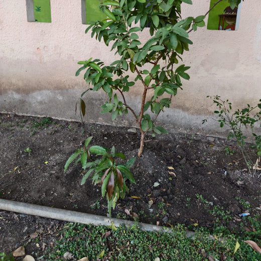 Tech for Trees: FiftyFive Technologies' Commitment to Sustainability – 6 months