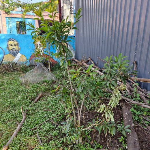 Tech for Trees: FiftyFive Technologies' Commitment to Sustainability – 6 months