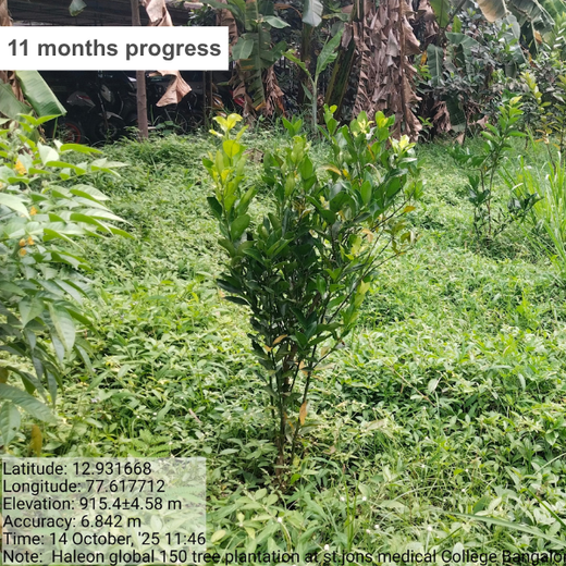 Healthier Tomorrow Starts Today: Haleon Global's Urban Greenery – 6 months