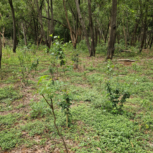 Headout's Commitment to Green Spaces: Empowering Employees with Urban Forests – 1 year