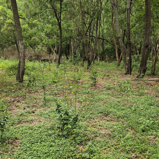 Headout's Commitment to Green Spaces: Empowering Employees with Urban Forests – 1 year
