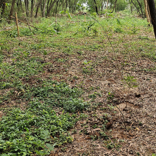 Headout's Commitment to Green Spaces: Empowering Employees with Urban Forests – 1 year