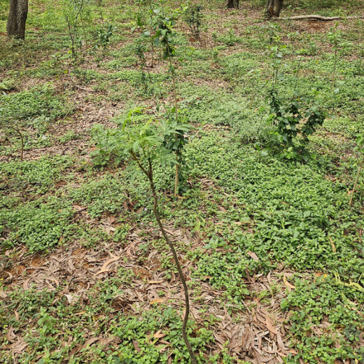 Headout's Commitment to Green Spaces: Empowering Employees with Urban Forests – 1 year